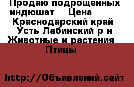 Продаю подрощенных индюшат  › Цена ­ 370 - Краснодарский край, Усть-Лабинский р-н Животные и растения » Птицы   